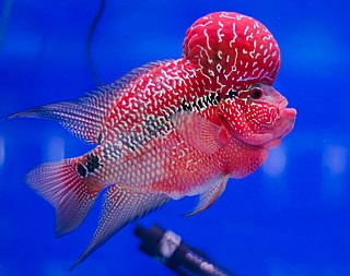 ������ ���� ������ Flowerhorn cichlid