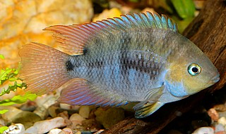 ������ ������ Elioti\ Elliot's cichlid