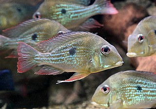 ������� ������� - Surinam Geophagus