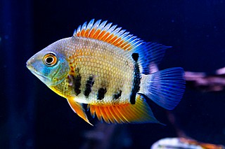 ������ ������  Severum Cichlid