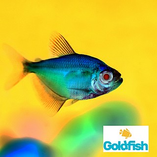 ����� ������� Gymnocorymbus
