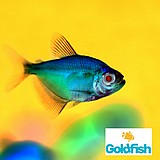 ����� ������� Gymnocorymbus