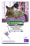 אדוונטאג' אמפולות נגד פרעושים לחתול במשקל מעל 4 ק"ג אדוונטאג' אמפולות נגד פרעושים לחתול במשקל מעל 4 ק"ג