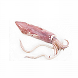 קלמרי סבידה בקופסת מגיע מגיע קפוא ונקי ! קלמרי סבידה בקופסת מגיע מגיע קפוא ונקי !