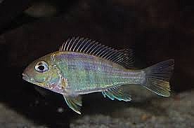 �����'�� ���� ��� ���'��� Tapajos Orange Head Eartheater - Geophagus sp. - Large Juvenile