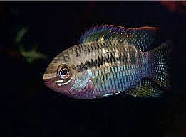 Redbreast Acara - Laetacara dorsigera Redacreast ���� - Laetacara dorsigera - ���