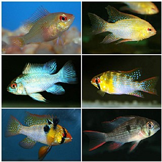 ����������� Rams - Mikrogeophagus ramirezi/altispinosus