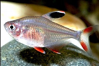 ��� ��� ROSE TETRA ML �����