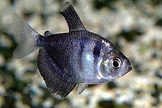 �� ��� ����� �����  BLACK TETRA ML