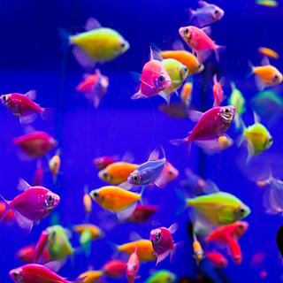 ��� ��� ������ �������� GloFish Tetra Starter Packs