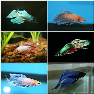 ��� ��� ����� ����� Veiltail Bettas 