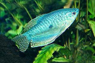 ���� ������� GURAMI BLUE M