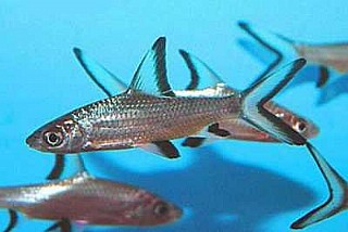 ��� ��� ������ SILVER SHARK 10 CM 